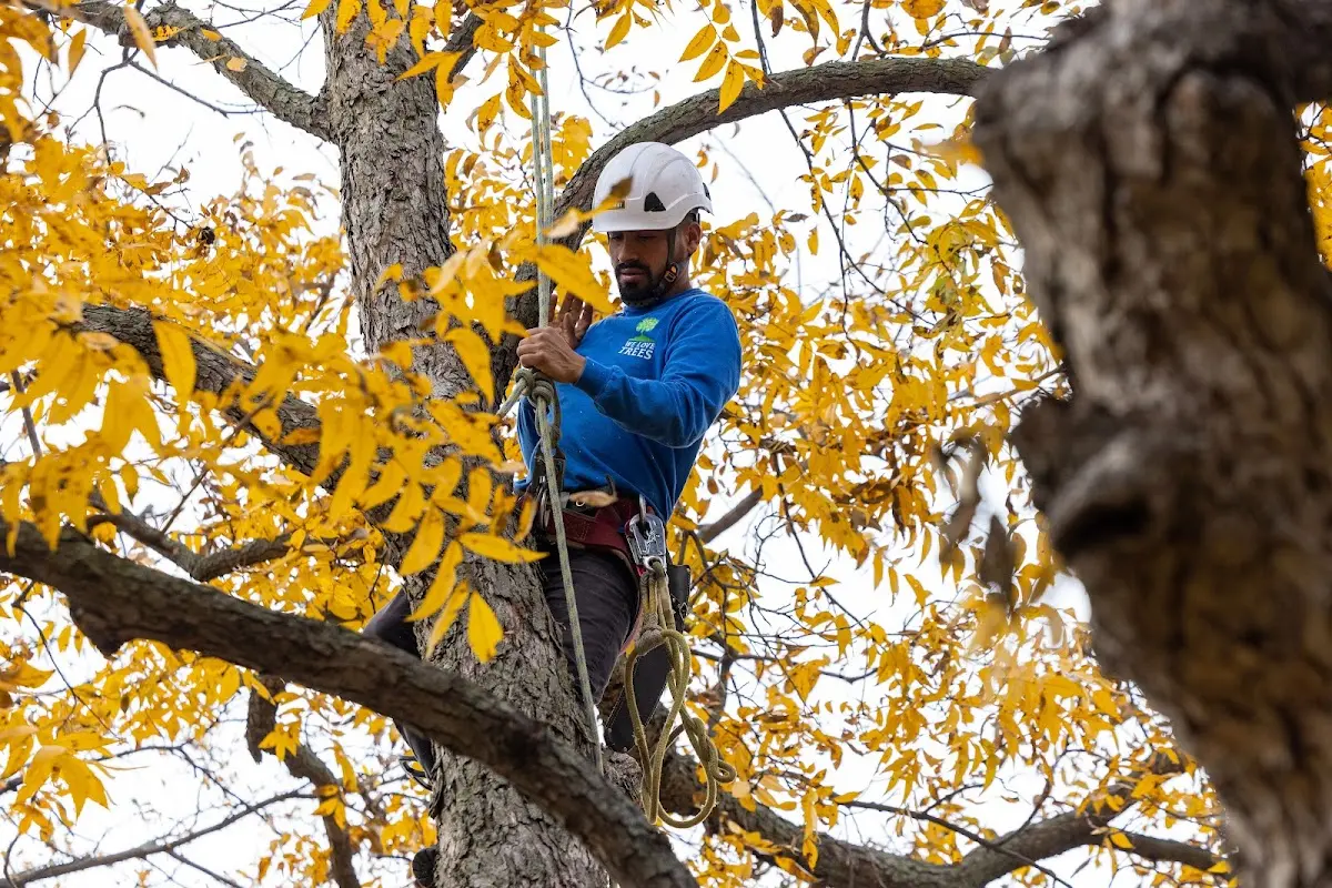 Skilled Tree Transplanting crew working in Sandy Hook