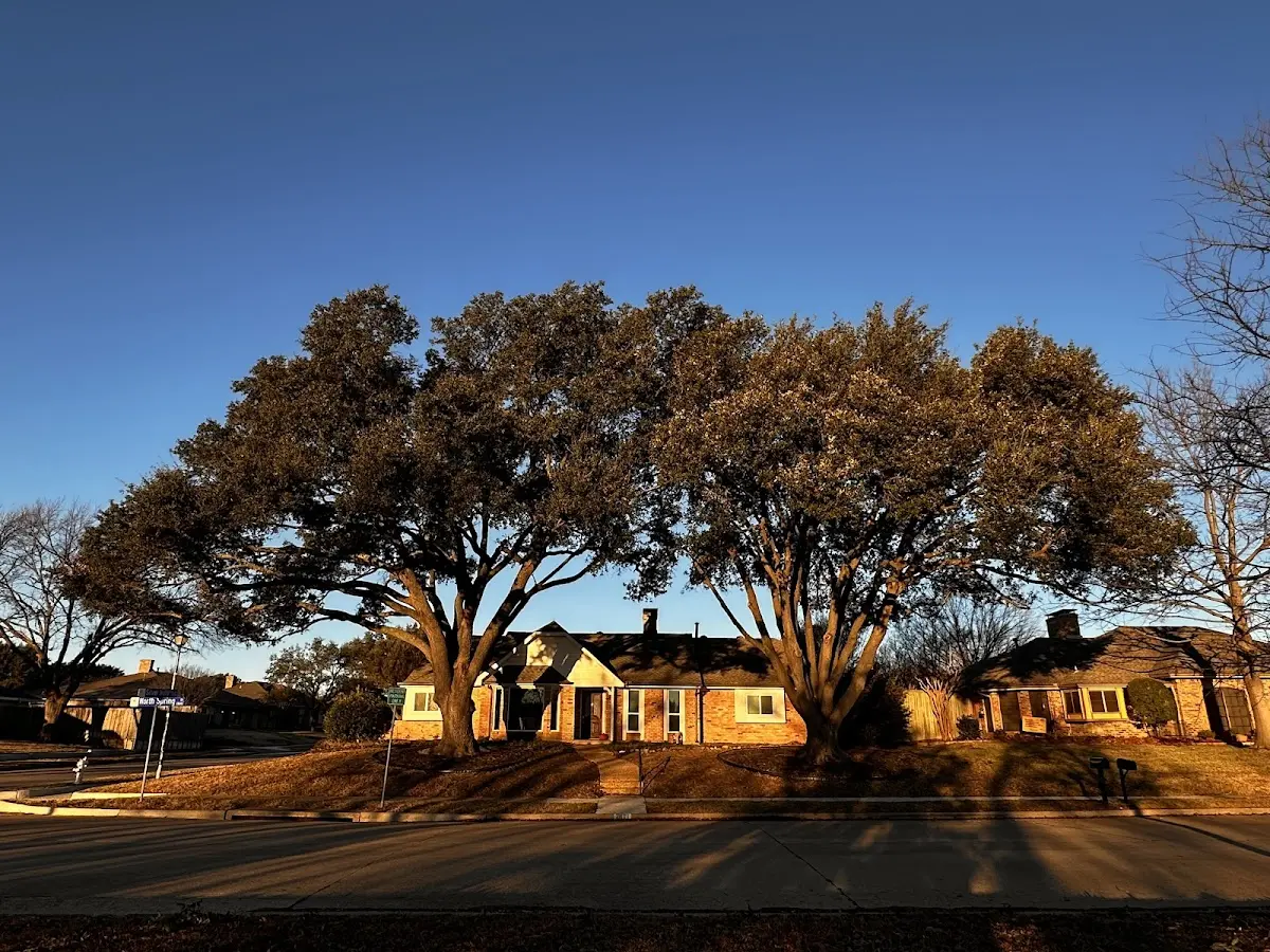 Established residential canopy tree shading a home in Sandy Hook
